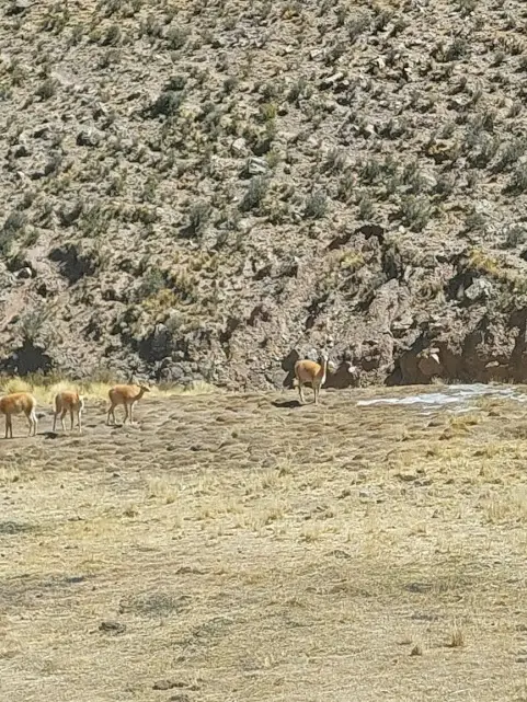 Imagen de Mendoza Jujuy Salta